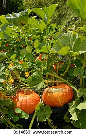 Stock Image - France, Western France, exhibition of giant pumpkins in La Gacilly. Fotosearch