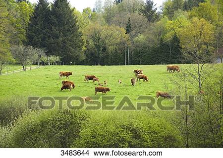 French countryside with cows View Large Photo Image Picture - French countryside with cows. Fotosearch