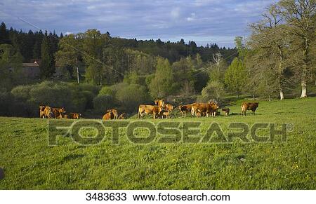 French countryside with cows View Large Photo Image Stock Image - French countryside with cows. Fotosearch