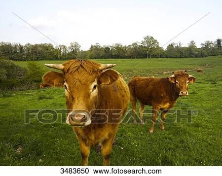 Stock Image - French countryside with cows. Fotosearch