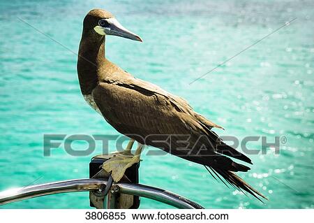 Gannet, Bequia, Saint-Vincent and the Grenadines, West Indies View Large Photo Image Stock Photography - Gannet, Bequia, Saint-Vincent and the Grenadines, West Indies. Fotosearch