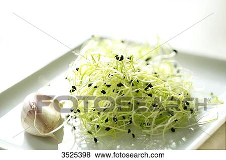 Garlic and garlic seeds View Large Photo Image Stock Photo - Garlic and garlic seeds. Fotosearch