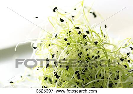 Garlic seeds View Large Photo Image Stock Photo - Garlic seeds. Fotosearch