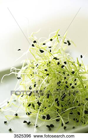 Garlic seeds View Large Photo Image Stock Photograph - Garlic seeds. Fotosearch