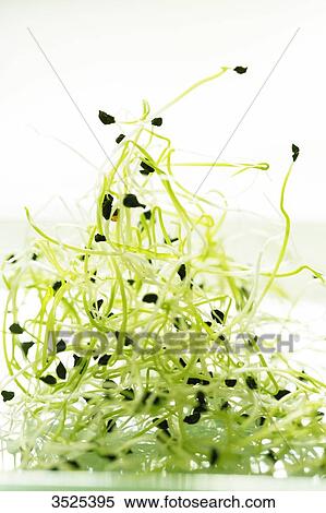 Garlic seeds View Large Photo Image Stock Photography - Garlic seeds. Fotosearch