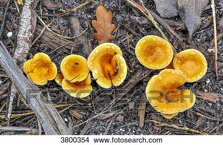 Girolle Mushrooms in an understorey View Large Photo Image Picture - Girolle Mushrooms in an understorey. Fotosearch