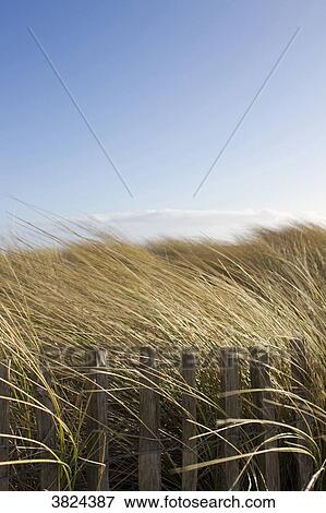 Stock Photo - Grass leeward.. Fotosearch