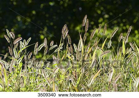 Stock Image - Grass. Fotosearch
