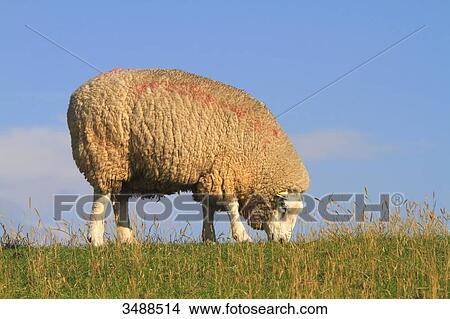 Grazing sheep View Large Photo Image Picture - Grazing sheep. Fotosearch