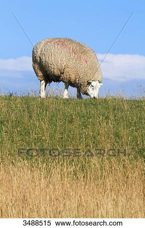 Grazing sheep View Large Photo Image Stock Photography - Grazing sheep. Fotosearch