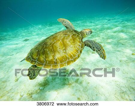 Green turtle, Reserve, Tobago Cays, Mayreau, Saint-Vincent et les Grenadines, West Indies View Large Photo Image Stock Image - Green turtle, Reserve, Tobago Cays, Mayreau, Saint-Vincent et les Grenadines, West Indies. Fotosearch