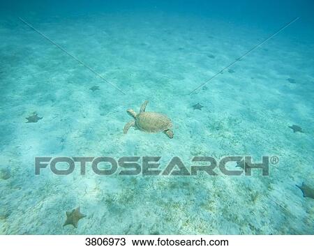 Green turtle, Reserve, Tobago Cays, Mayreau, Saint-Vincent and the Grenadines, West Indies View Large Photo Image Stock Image - Green turtle, Reserve, Tobago Cays, Mayreau, Saint-Vincent and the Grenadines, West Indies. Fotosearch