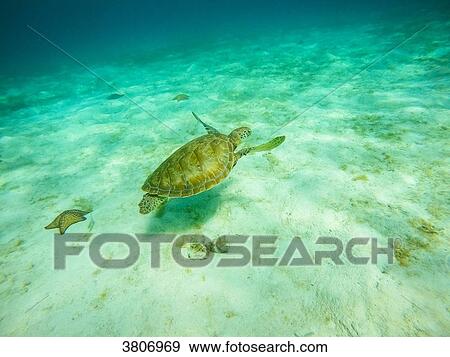 Green turtle, Reserve, Tobago Cays, Mayreau, Saint-Vincent et les Grenadines, West Indies View Large Photo Image Stock Photo - Green turtle, Reserve, Tobago Cays, Mayreau, Saint-Vincent et les Grenadines, West Indies. Fotosearch