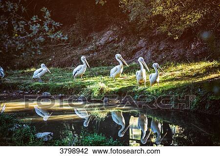 Group of Pelicans in the forest, near a watering place. View Large Photo Image Stock Image - Group of Pelicans in the forest, near a watering place.. Fotosearch