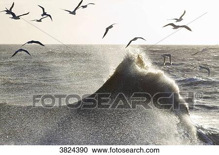 Gulls flying over the waves. View Large Photo Image Stock Image - Gulls flying over the waves.. Fotosearch