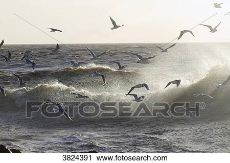 Gulls flying over the waves. View Large Photo Image Stock Image - Gulls flying over the waves.. Fotosearch