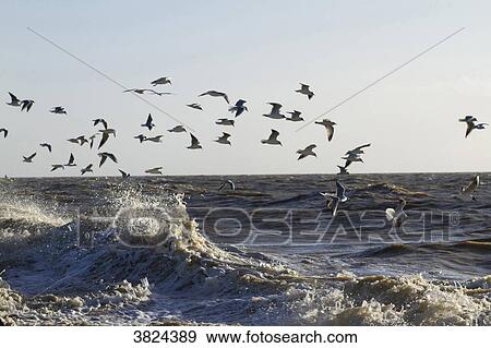 Gulls flying over the waves. View Large Photo Image Stock Photo - Gulls flying over the waves.. Fotosearch
