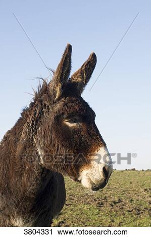 Head of a donkey seen in profile. View Large Photo Image Stock Image - Head of a donkey seen in profile.. Fotosearch