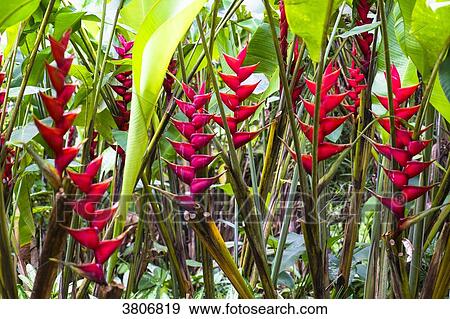 Stock Photo - Heliconia chartacea, Botanical garden of Balata, Martinque, France. Fotosearch