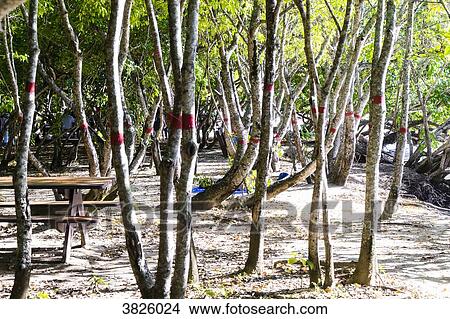 Hippomane mancinella, toxic tree, Tartane's beach, Caravelle's peninsula, artinique, France View Large Photo Image Picture - Hippomane mancinella, toxic tree, Tartane's beach, Caravelle's peninsula, artinique, France. Fotosearch