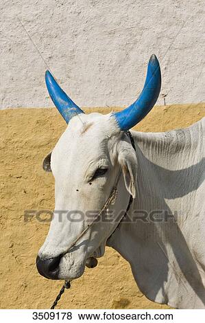 India, Chhattisgarh, cow with the painted horns View Large Photo Image Stock Photo - India, Chhattisgarh, cow with the painted horns. Fotosearch