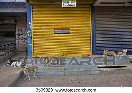 Stock Image - India, Madhya Pradesh, Bhopal, Group of stray dogs; Street. Fotosearch