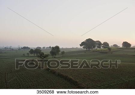 India, Madhya Pradesh, Cropland View Large Photo Image Stock Photo - India, Madhya Pradesh, Cropland. Fotosearch