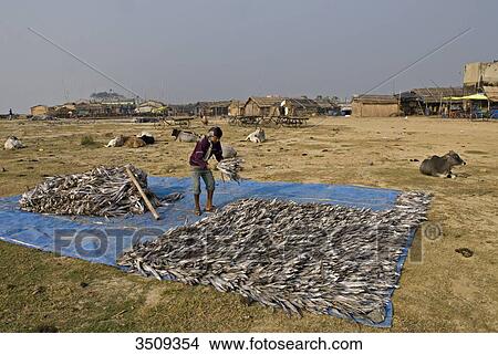 Picture - India, West Bengal, Digha, Drying fish. Fotosearch