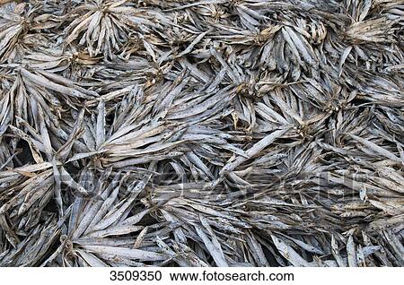 India, West Bengal, Digha, Drying fish View Large Photo Image Stock Image - India, West Bengal, Digha, Drying fish. Fotosearch