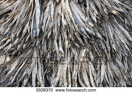 India, West Bengal, Digha, Drying fish View Large Photo Image Stock Image - India, West Bengal, Digha, Drying fish. Fotosearch