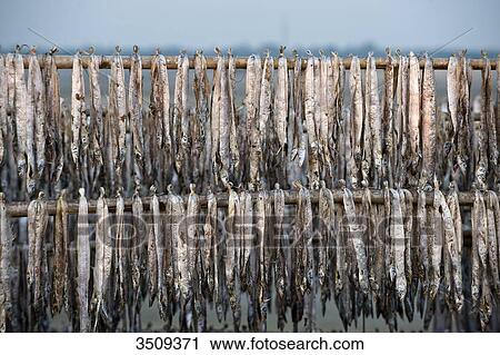 Stock Image - India, West Bengal, Digha, Drying fish. Fotosearch
