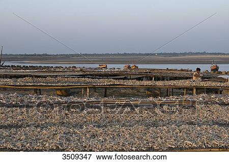 India, West Bengal, Digha, Drying fish View Large Photo Image Stock Photo - India, West Bengal, Digha, Drying fish. Fotosearch