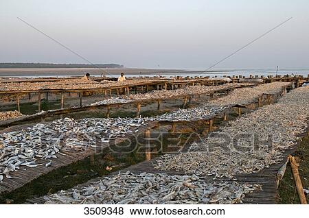 India, West Bengal, Digha, Drying fish View Large Photo Image Stock Photo - India, West Bengal, Digha, Drying fish. Fotosearch