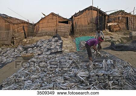 India, West Bengal, Digha, Drying fish View Large Photo Image Stock Photo - India, West Bengal, Digha, Drying fish. Fotosearch