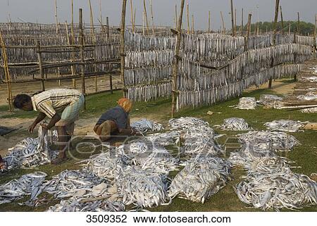 India, West Bengal, Digha, Fish drying View Large Photo Image Stock Image - India, West Bengal, Digha, Fish drying. Fotosearch