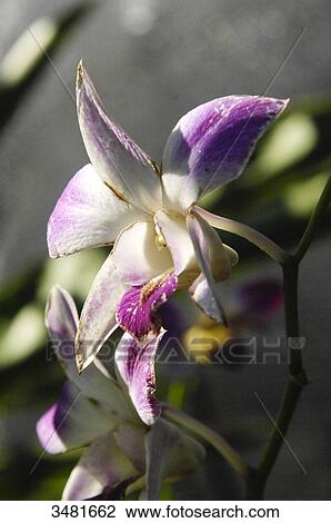 Indonesia, Bali, Denpasar, orchid garden, tropical flowers. View Large Photo Image Stock Image - Indonesia, Bali, Denpasar, orchid garden, tropical flowers.. Fotosearch