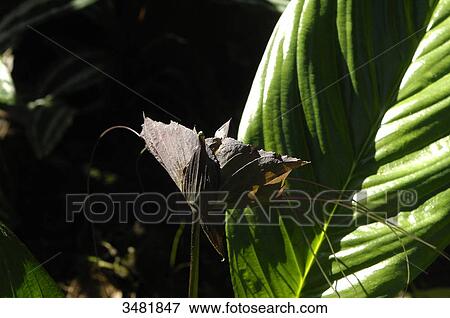 Indonesia, Bali, Denpasar, orchid garden, tropical flowers, Black bat flower (Tacca chantrieri) View Large Photo Image Stock Photo - Indonesia, Bali, Denpasar, orchid garden, tropical flowers, Black bat flower (Tacca chantrieri). Fotosearch