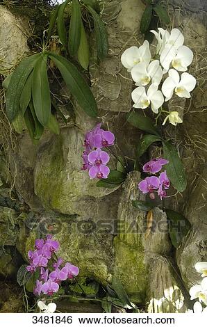 Indonesia, Bali, Denpasar, orchid garden, tropical flowers. View Large Photo Image Stock Photograph - Indonesia, Bali, Denpasar, orchid garden, tropical flowers.. Fotosearch
