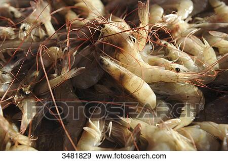 Stock Photo - Indonesia, Bali, Denpasar, the market. Shrimps.. Fotosearch