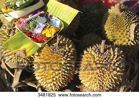 Indonesia, Bali, Denpasar, the market. Durian fruit View Large Photo Image Stock Photography - Indonesia, Bali, Denpasar, the market. Durian fruit. Fotosearch