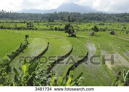 Indonesia, Bali, landscape of rice terraces on the road to Tirtagangga in the eastern part of Bali island View Large Photo Image Picture - Indonesia, Bali, landscape of rice terraces on the road to Tirtagangga in the eastern part of Bali island. Fotosearch