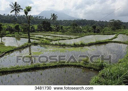 Indonesia, Bali, landscape of rice terraces on the road to Tirtagangga in the eastern part of Bali island View Large Photo Image Stock Image - Indonesia, Bali, landscape of rice terraces on the road to Tirtagangga in the eastern part of Bali island. Fotosearch