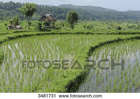 Indonesia, Bali, landscape of rice terraces on the road to Tirtagangga in the eastern part of Bali island View Large Photo Image Stock Image - Indonesia, Bali, landscape of rice terraces on the road to Tirtagangga in the eastern part of Bali island. Fotosearch