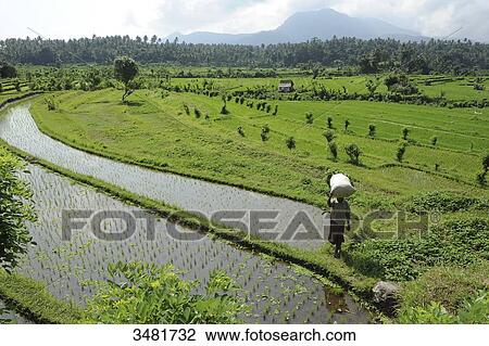 Indonesia, Bali, landscape of rice terraces on the road to Tirtagangga, in the eastern of Bali island, woman carrying a bag of rice on her head View Large Photo Image Stock Image - Indonesia, Bali, landscape of rice terraces on the road to Tirtagangga, in the eastern of Bali island, woman carrying a bag of rice on her head. Fotosearch