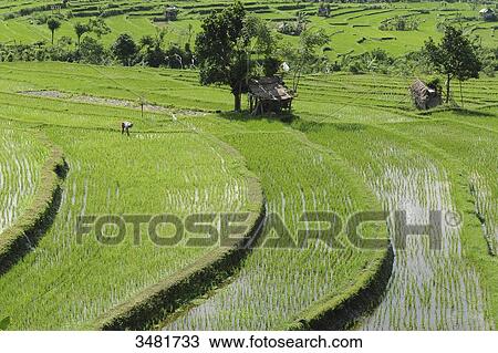 Stock Image - Indonesia, Bali, landscape of rice terraces on the road to Tirtagangga in the eastern part of Bali island. Fotosearch