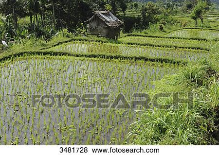 Indonesia, Bali, landscape of rice terraces on the road to Tirtagangga in the eastern part of Bali island View Large Photo Image Stock Photo - Indonesia, Bali, landscape of rice terraces on the road to Tirtagangga in the eastern part of Bali island. Fotosearch