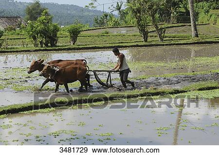 Indonesia, Bali, landscape of rice terraces on the road to Tirtagangga. In the eastern part of Bali island, farmer plowing with a wooden plow drawn by oxen in rice paddies. View Large Photo Image Stock Photo - Indonesia, Bali, landscape of rice terraces on the road to Tirtagangga. In the eastern part of Bali island, farmer plowing with a wooden plow drawn by oxen in rice paddies.. Fotosearch