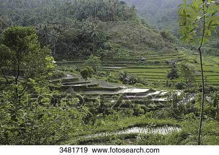 Indonesia, Bali, landscape, rice fields, between Besakih and Klingkung, a succession of very beautiful landscapes of terraced rice paddies View Large Photo Image Stock Photo - Indonesia, Bali, landscape, rice fields, between Besakih and Klingkung, a succession of very beautiful landscapes of terraced rice paddies. Fotosearch