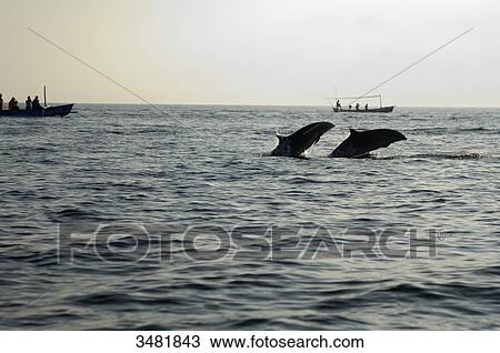 Indonesia, Bali, Singaraja, Lovina Beach, observing dolphins in outrigger canoes View Large Photo Image Stock Image - Indonesia, Bali, Singaraja, Lovina Beach, observing dolphins in outrigger canoes. Fotosearch