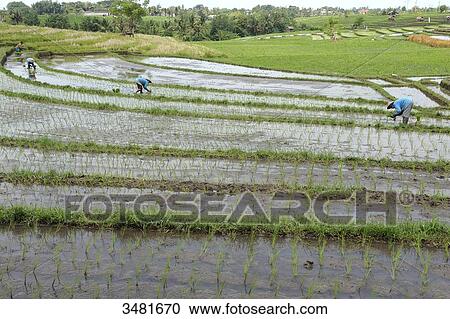 Stock Image - Indonesia, Bali, Tabana, rice fields, farmer planting rice. Fotosearch